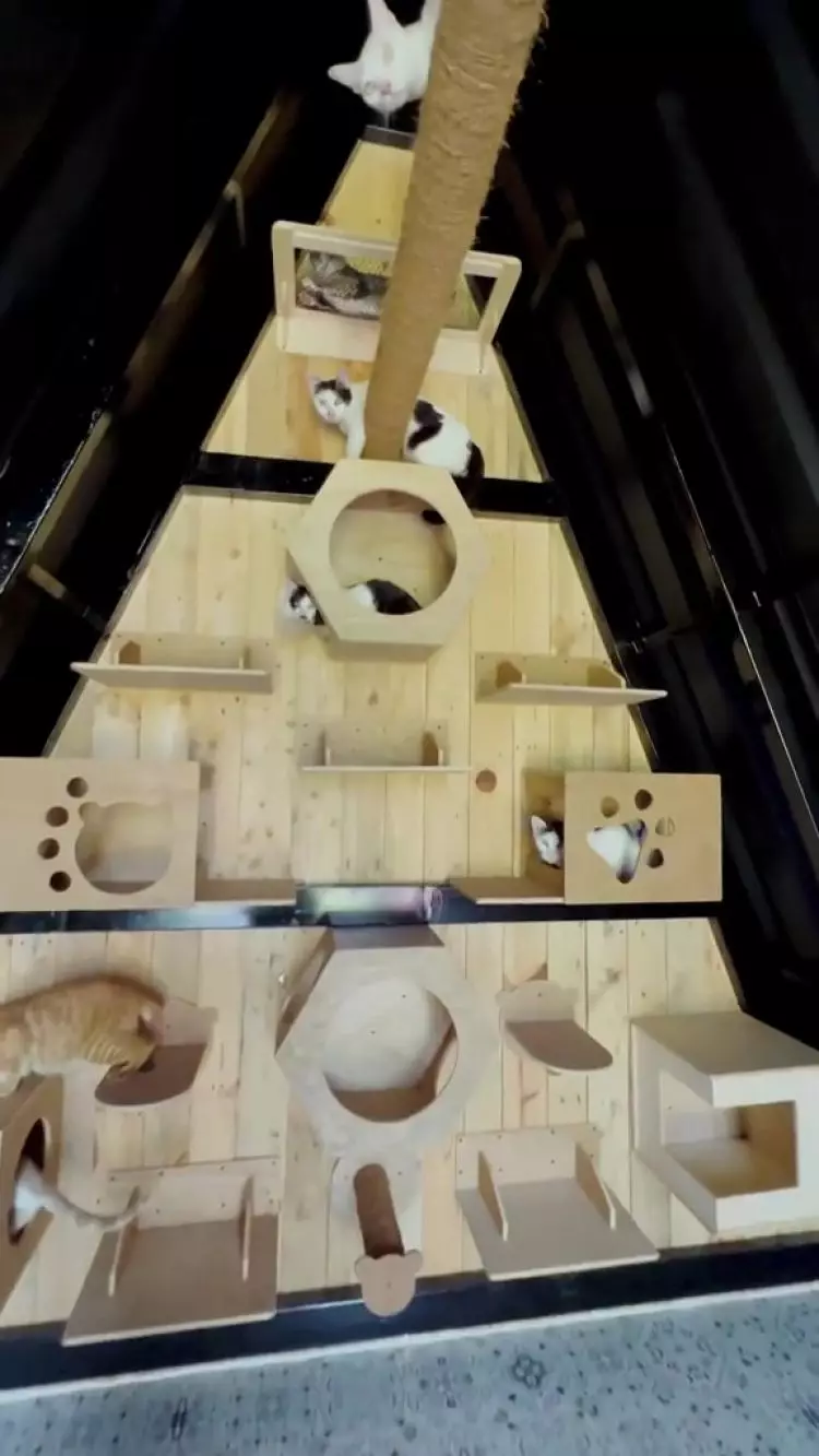 Luasnya hingga 6.000 meter persegi, ini 11 potret rumah Dodit Mulyanto di hutan usai renovasi