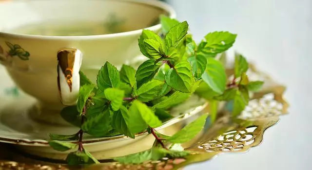 Manfaat daun mint untuk kecantikan Berbagai sumber
