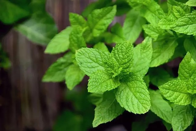 Manfaat daun mint untuk kecantikan Berbagai sumber