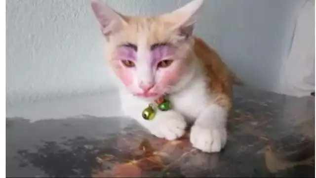 Momen menggemaskan kucing pakai makeup Berbagai sumber Momen menggemaskan kucing pakai makeup Berbagai sumber