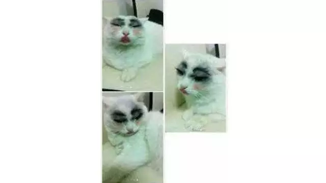 Momen menggemaskan kucing pakai makeup Berbagai sumber Momen menggemaskan kucing pakai makeup Berbagai sumber