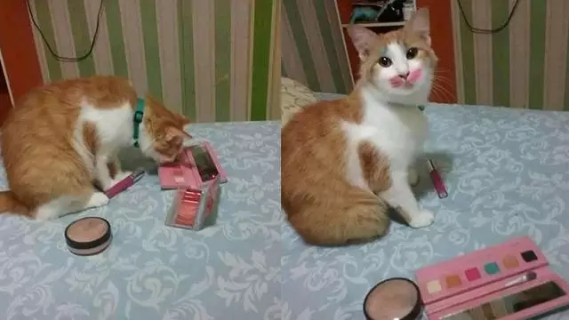 Momen menggemaskan kucing pakai makeup Berbagai sumber Momen menggemaskan kucing pakai makeup Berbagai sumber