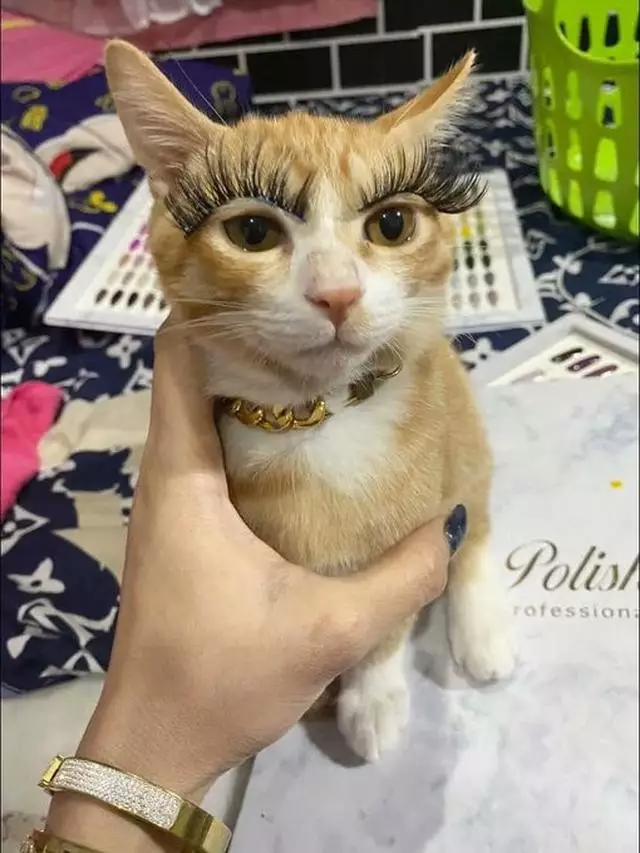 Momen menggemaskan kucing pakai makeup Berbagai sumber Momen menggemaskan kucing pakai makeup Berbagai sumber