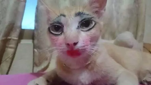 Momen menggemaskan kucing pakai makeup Berbagai sumber Momen menggemaskan kucing pakai makeup Berbagai sumber