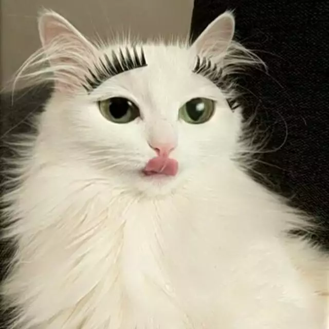 Momen menggemaskan kucing pakai makeup Berbagai sumber Momen menggemaskan kucing pakai makeup Berbagai sumber