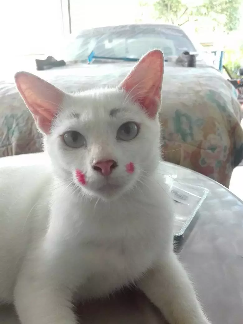Momen menggemaskan kucing pakai makeup Berbagai sumber Momen menggemaskan kucing pakai makeup Berbagai sumber