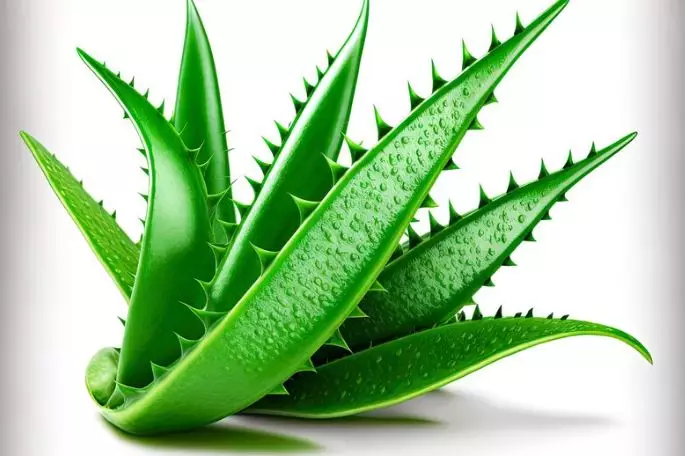 cara mengatasi kulit kering dan gatal menggunakan bahan alami berbagai sumber cara mengatasi kulit kering dan gatal menggunakan bahan alami berbagai sumber