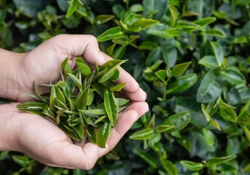 Trik membuat hair mask untuk atasi lepek pakai 1 bahan minuman Berbagai sumber