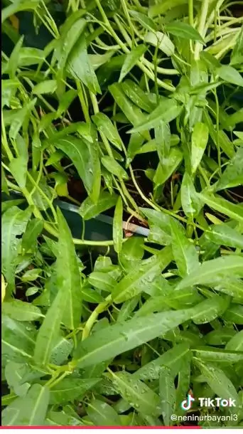 trik atasi ketombe kering berbagai sumber trik atasi ketombe kering berbagai sumber