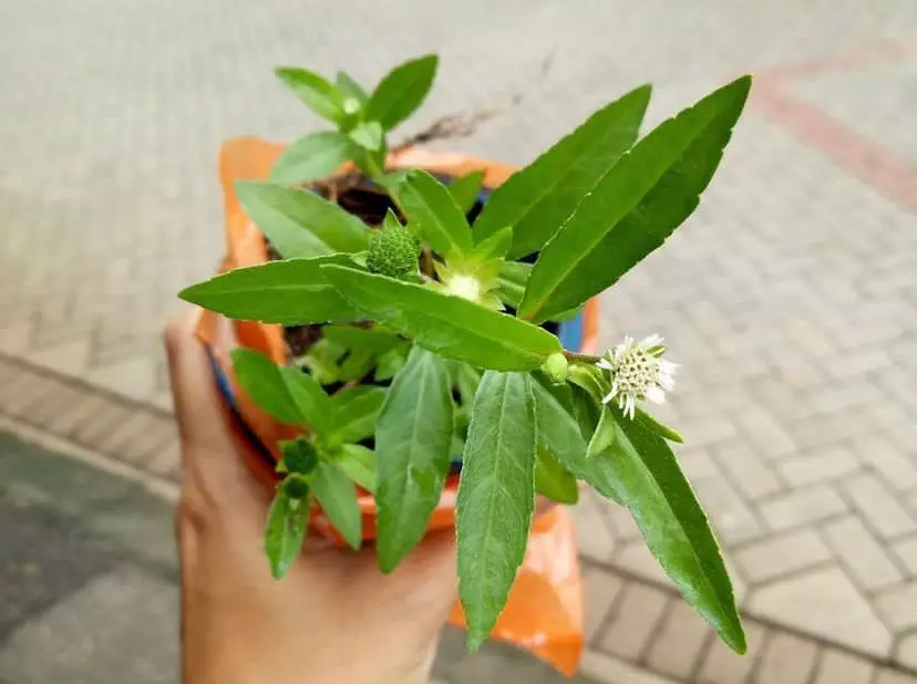 bahan alami ini bisa hitamkan rambut yang beruban © 2023 brilio.net bahan alami ini bisa hitamkan rambut yang beruban © 2023 brilio.net