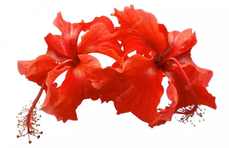 bahan alami ini bisa hitamkan rambut yang beruban © 2023 brilio.net bahan alami ini bisa hitamkan rambut yang beruban © 2023 brilio.net