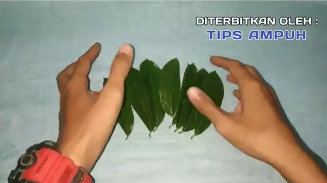 trik atasi rambut berkutu hanya pakai 1 jenis daun berbagai sumber trik atasi rambut berkutu hanya pakai 1 jenis daun berbagai sumber