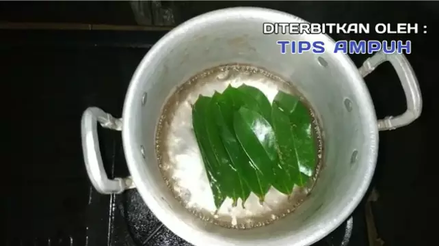 trik atasi rambut berkutu hanya pakai 1 jenis daun berbagai sumber trik atasi rambut berkutu hanya pakai 1 jenis daun berbagai sumber