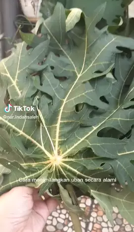  trik atasi uban berbagai sumber