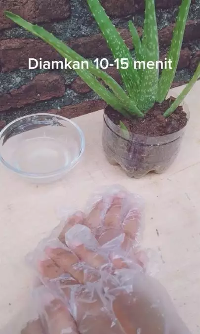 Trik membuat hand mask untuk lembutkan tangan pakai 1 bahan alami Berbagai sumber