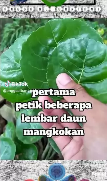  Cara atasi bau badan tanpa pakai deodorant berbagai sumber