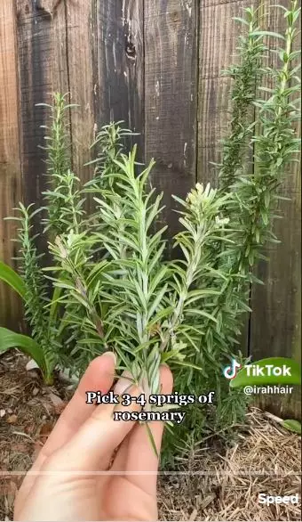 Trik atasi rambut patah hanya pakai 3 jenis daun berbagai sumber