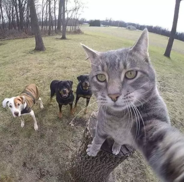 Potret kocak kucing selfie Berbagai sumber Potret kocak kucing selfie Berbagai sumber