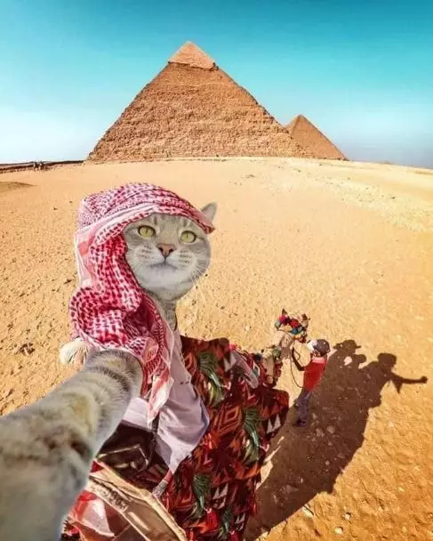 Potret kocak kucing selfie Berbagai sumber Potret kocak kucing selfie Berbagai sumber