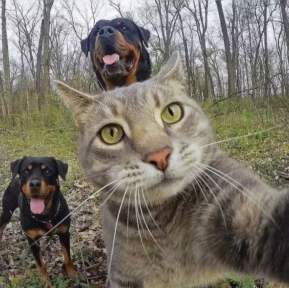 Potret kocak kucing selfie Berbagai sumber Potret kocak kucing selfie Berbagai sumber