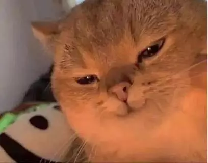 Potret kocak kucing selfie Berbagai sumber Potret kocak kucing selfie Berbagai sumber