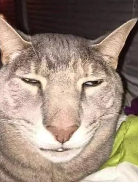 Potret kocak kucing selfie Berbagai sumber Potret kocak kucing selfie Berbagai sumber