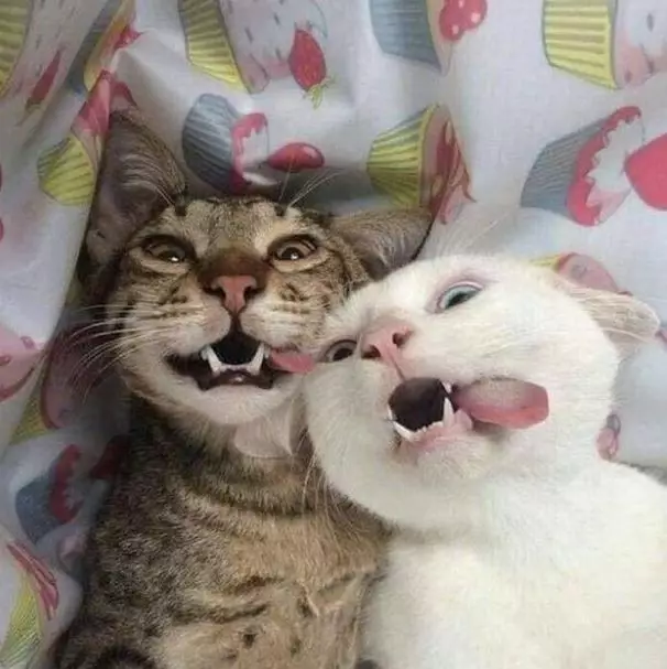 Potret kocak kucing selfie Berbagai sumber Potret kocak kucing selfie Berbagai sumber