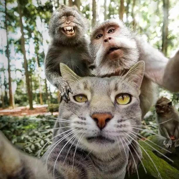 Potret kocak kucing selfie Berbagai sumber Potret kocak kucing selfie Berbagai sumber