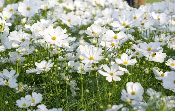 Bahan alami atasi skin barrier rusak Istimewa