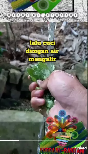  cara menghitamkan rambut beruban berbagai sumber