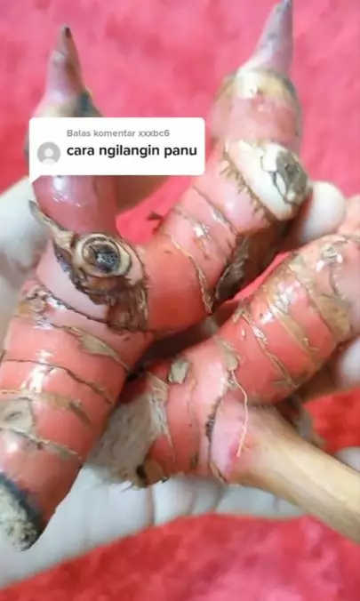 Cara menghilangkan panu membandel pakai masker dari 1 jenis rempah Berbagai sumber