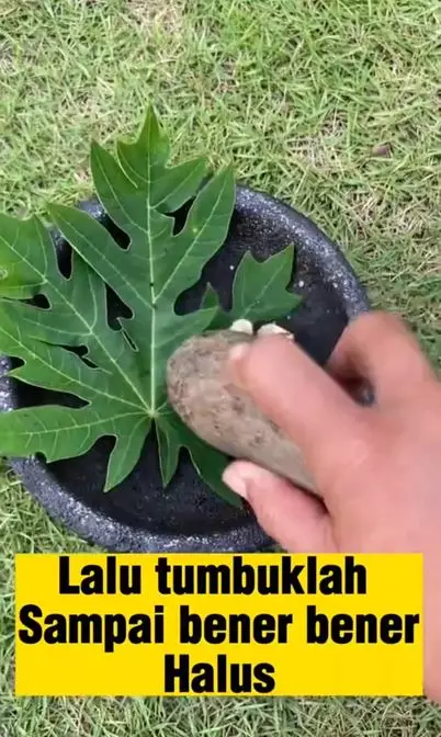 Trik menumbuhkan rambut sulit panjang pakai 1 jenis daun Berbagai sumber