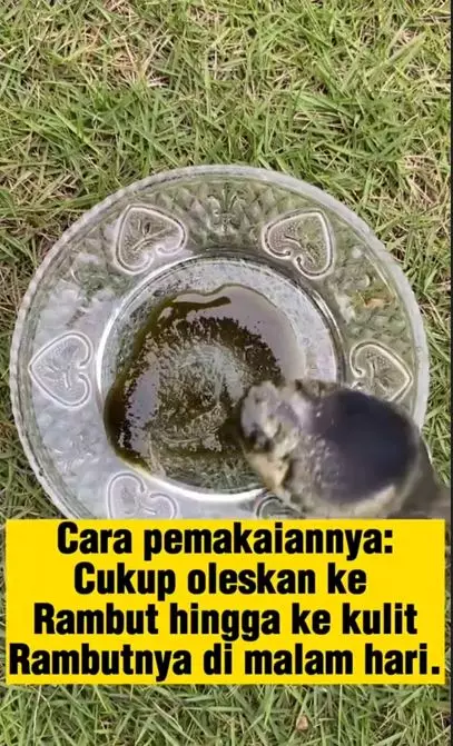 Trik menumbuhkan rambut sulit panjang pakai 1 jenis daun Berbagai sumber