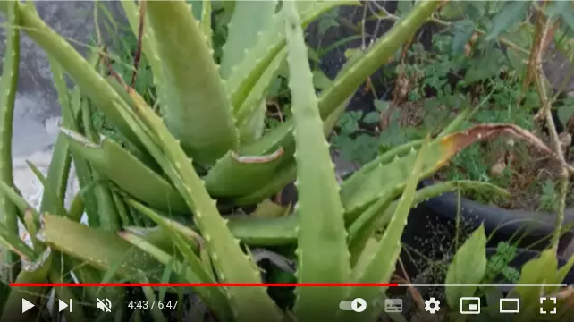 cara atasi bibir bengkak berbagai sumber