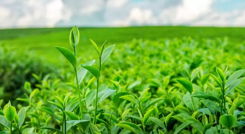 bahan alami ini bisa bantu atasi permasalahan bau © berbagai sumber