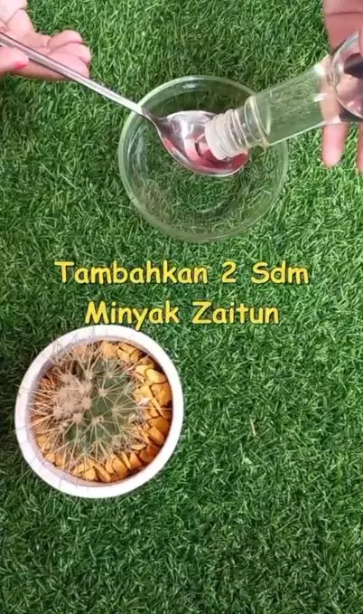 Cara menghilangkan kutu dan telurnya pakai 2 bahan alami Berbagai sumber