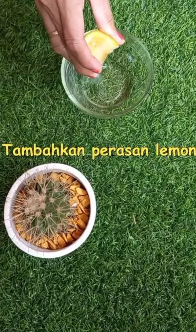 Cara menghilangkan kutu dan telurnya pakai 2 bahan alami Berbagai sumber