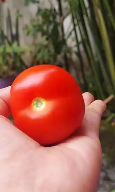 Cara membuat masker untuk mencegah jerawat pakai 1 jenis buah Berbagai sumber Cara membuat masker untuk mencegah jerawat pakai 1 jenis buah Berbagai sumber