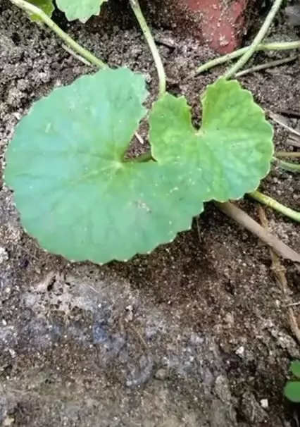 Cara atasi kulit wajah mengendur pakai 1 jenis daun Berbagai sumber