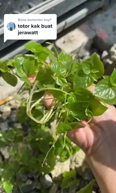 Trik mengatasi jerawat meradang pakai masker dari 1 jenis tanaman liar Berbagai sumber