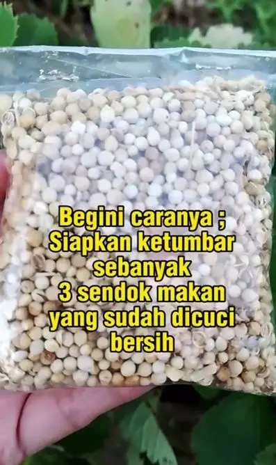 Cara hilangkan uban dan gatal akibat ketombe pakai 1 jenis rempah Berbagai sumber