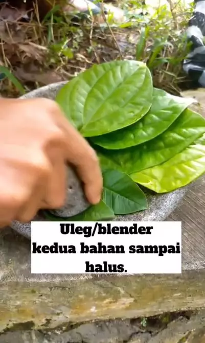Trik atasi kusam dan flek hitam pakai 2 jenis daun Berbagai sumber