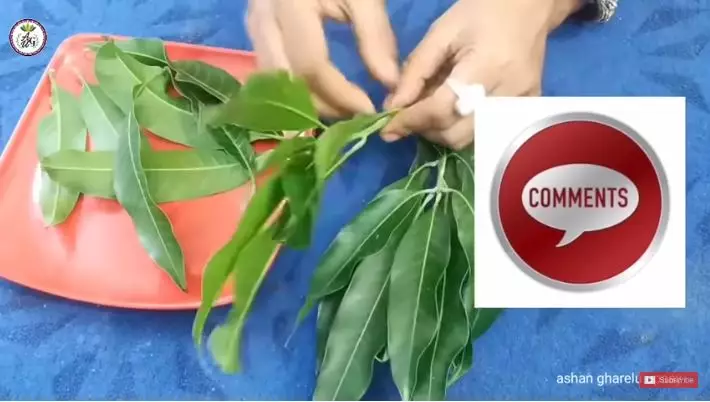 trik cegah munculnya uban pakai daun mangga berbagai sumber