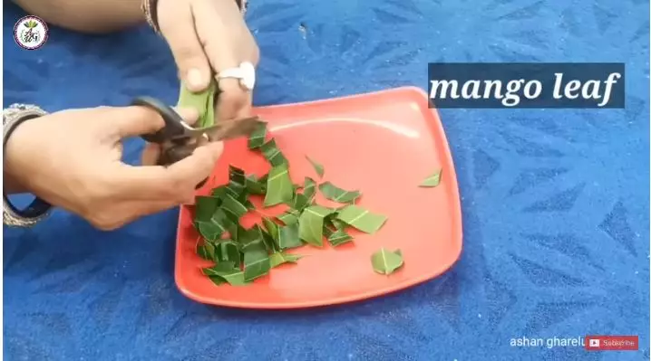 trik cegah munculnya uban pakai daun mangga berbagai sumber