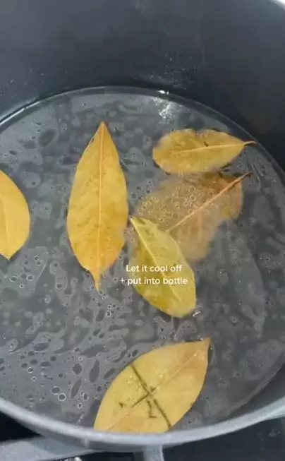 Hempaskan ketombe berkerak pakai 1 daun penyedap Berbagai sumber Hempaskan ketombe berkerak pakai 1 daun penyedap Berbagai sumber