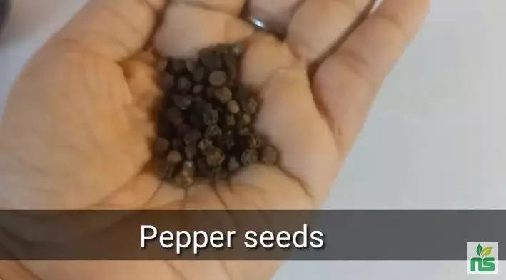 trik hilangkan gigi hitam agar kembali putih berbagai sumber