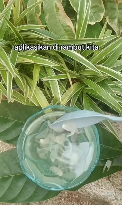 Lebatkan rambut mudah rontok dengan 1 bumbu masakan Berbagai sumber Lebatkan rambut mudah rontok dengan 1 bumbu masakan Berbagai sumber
