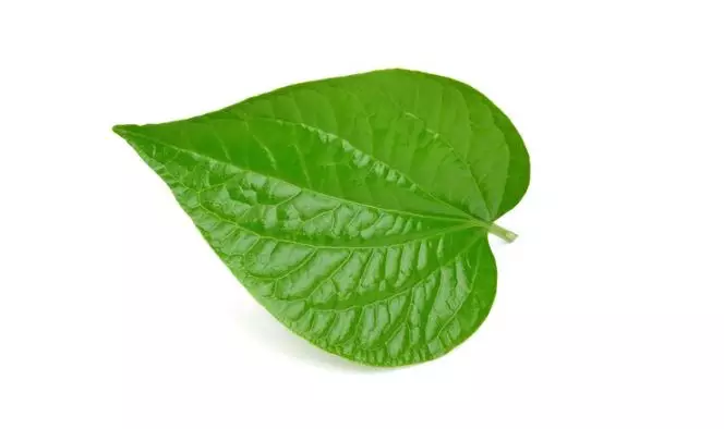 Bikin wajah kusam jadi putih pakai 2 jenis daun Berbagai sumber Bikin wajah kusam jadi putih pakai 2 jenis daun Berbagai sumber