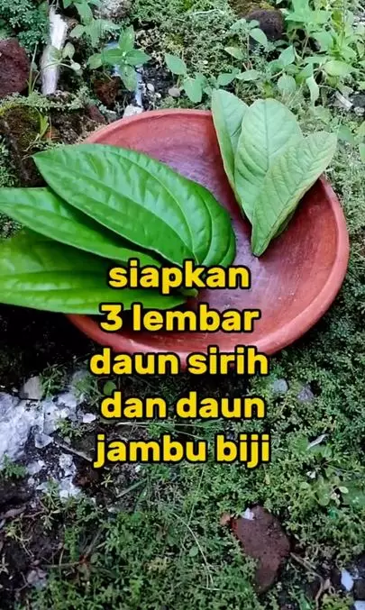 Bikin wajah kusam jadi putih pakai 2 jenis daun Berbagai sumber Bikin wajah kusam jadi putih pakai 2 jenis daun Berbagai sumber
