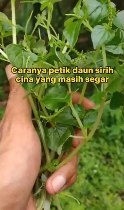 Cara kencangkan wajah mengendur pakai 1 jenis daun Berbagai sumber